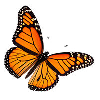 Monarch Butterfly